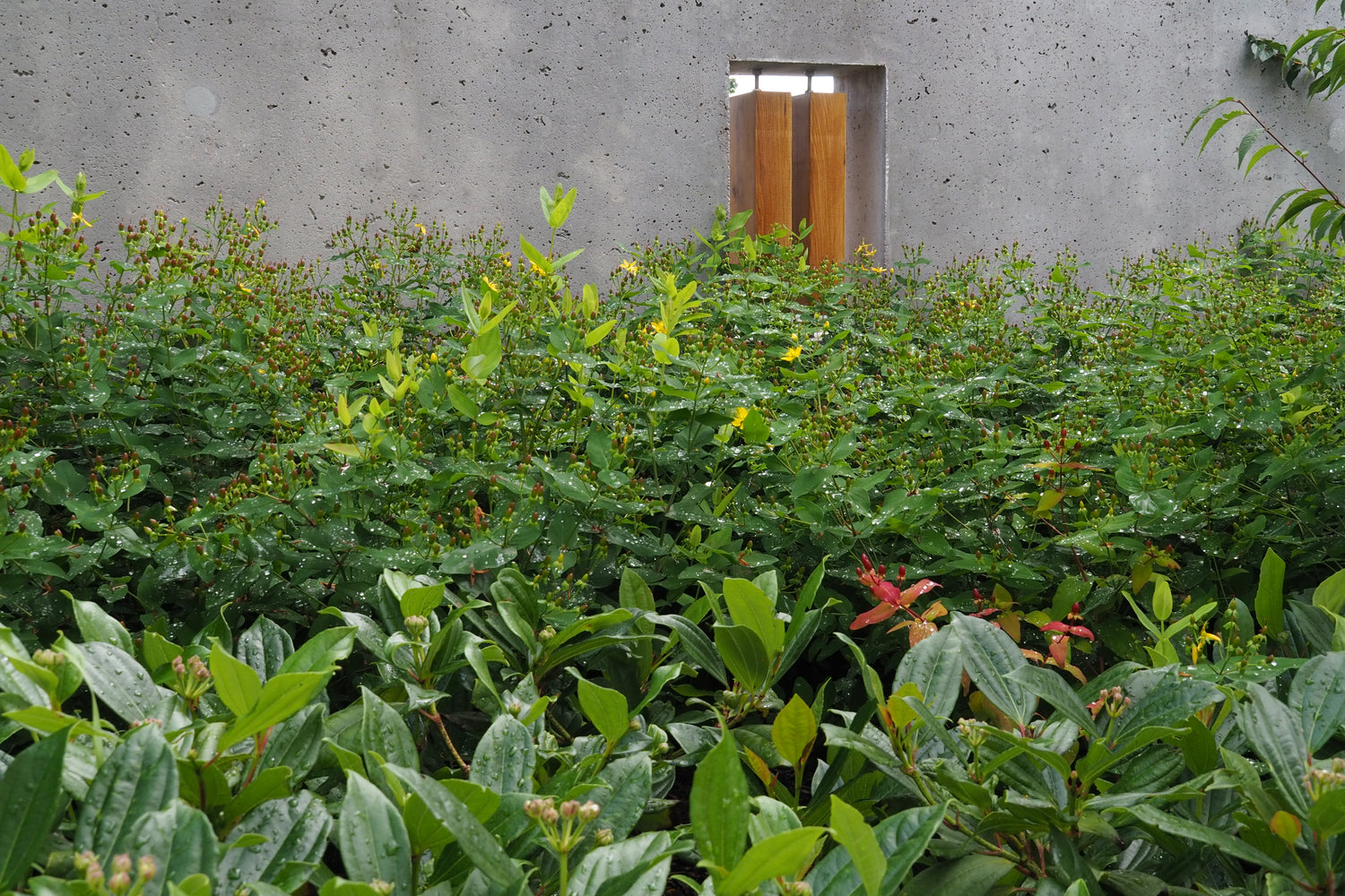 Kontrastní výsadba okrasných trav a dřevin u moderního betonového domu, která zjemňuje přísnou architekturu stavby.