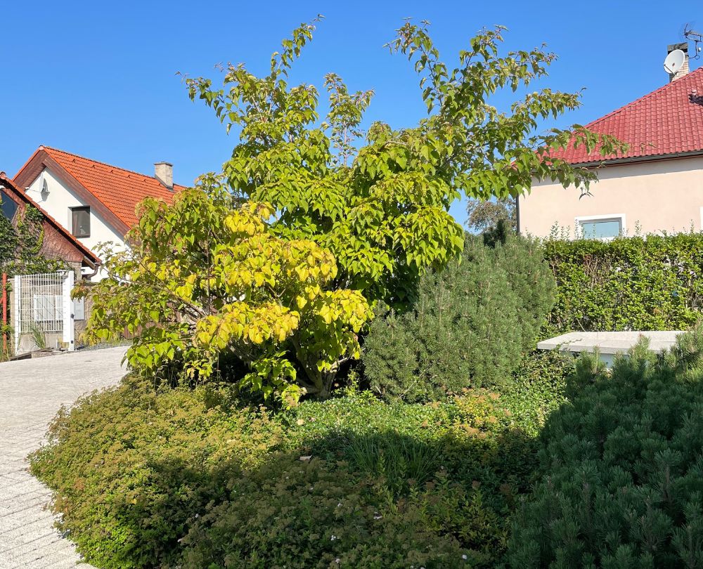 Zahrada s dřezovci